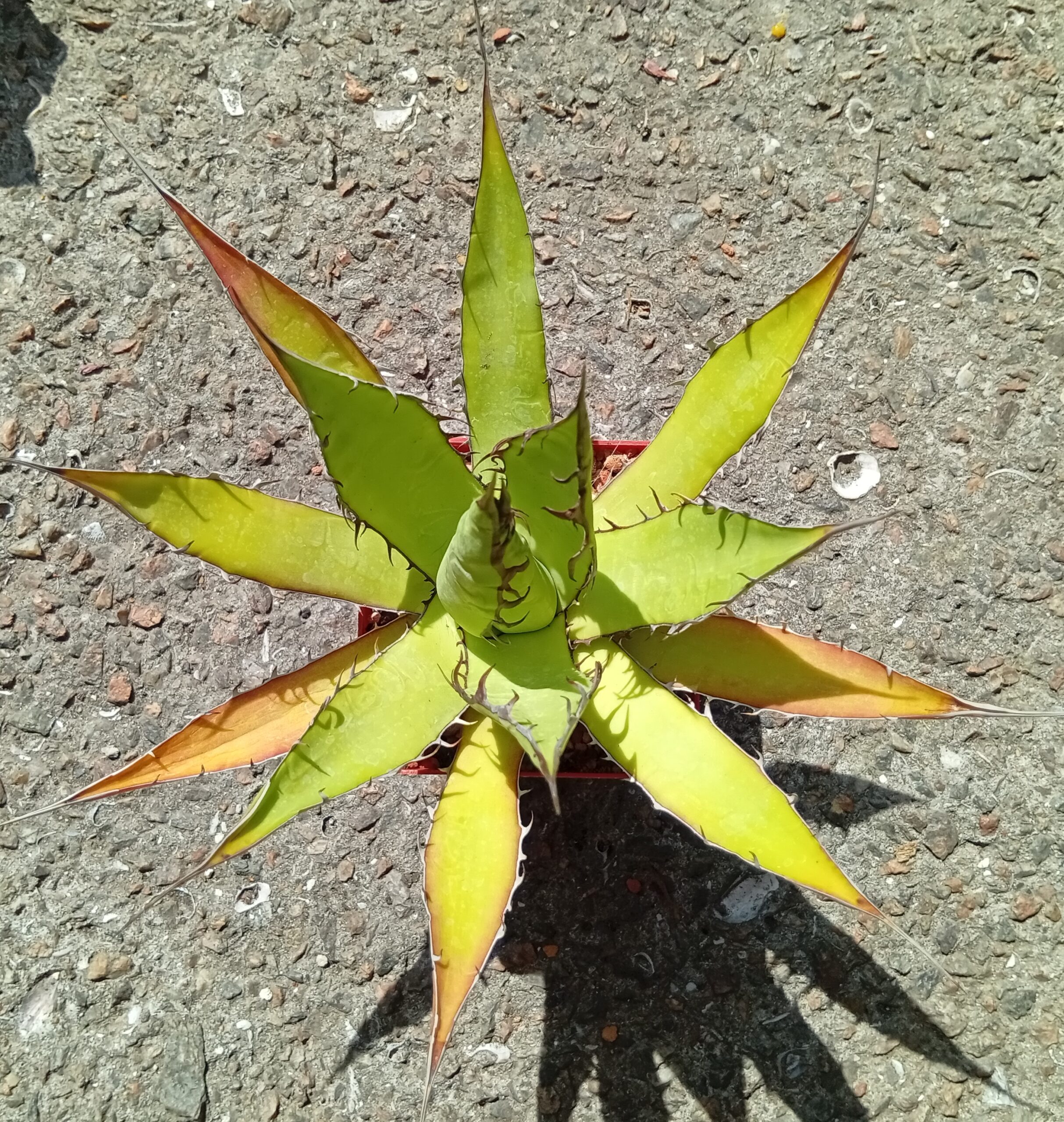 agave lophantha