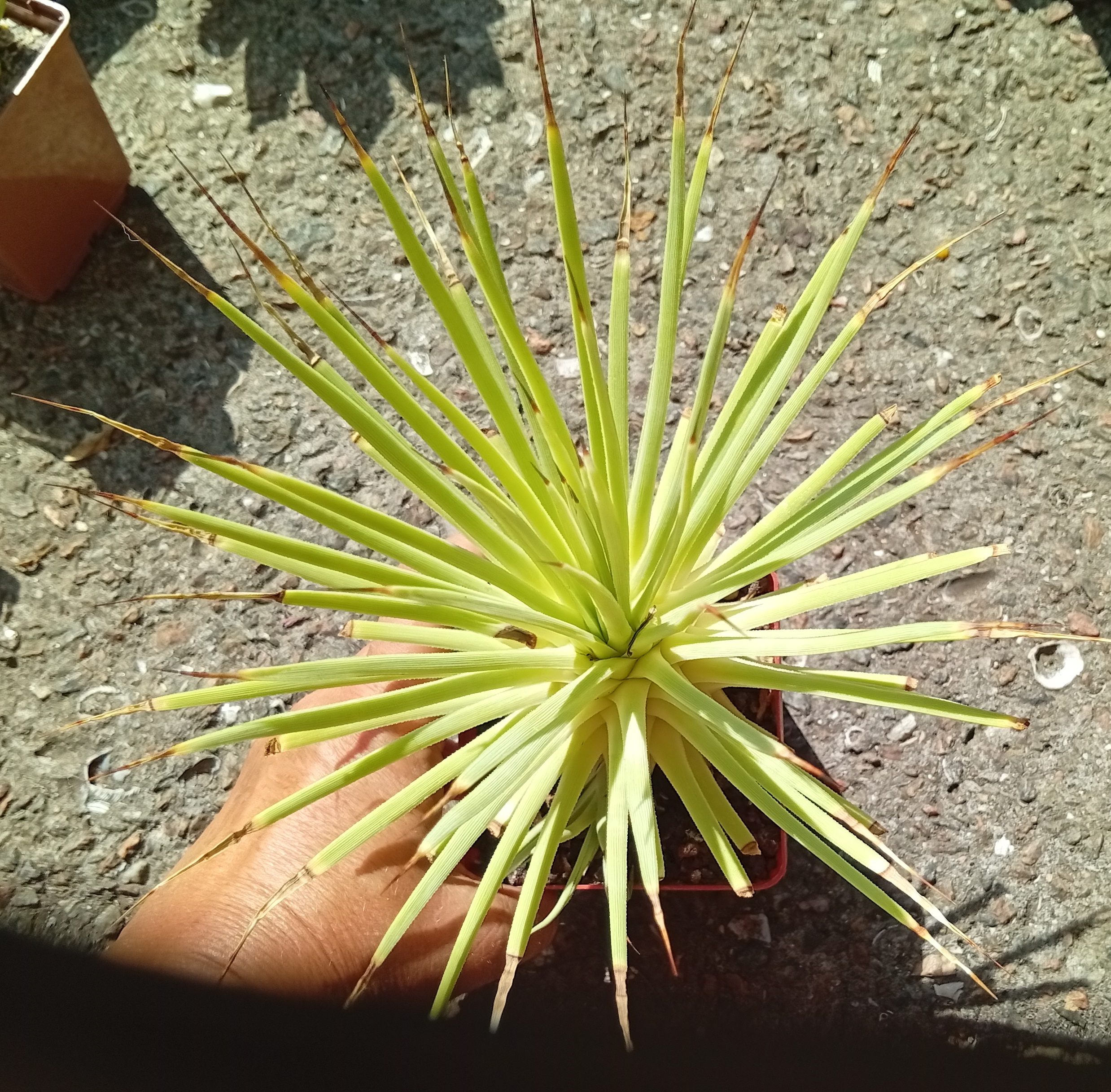 Agave stricta