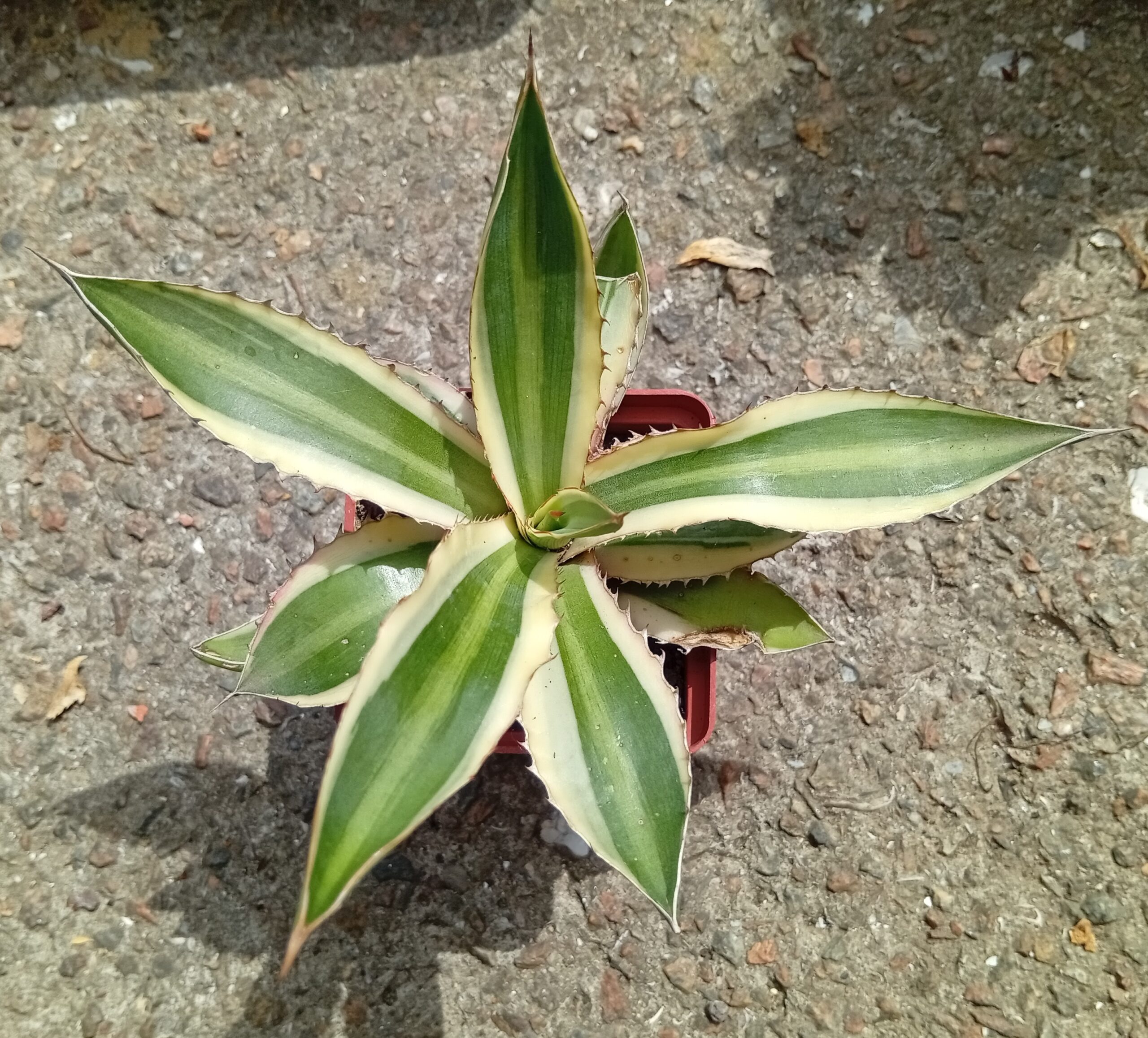 agave lophantha f variegata