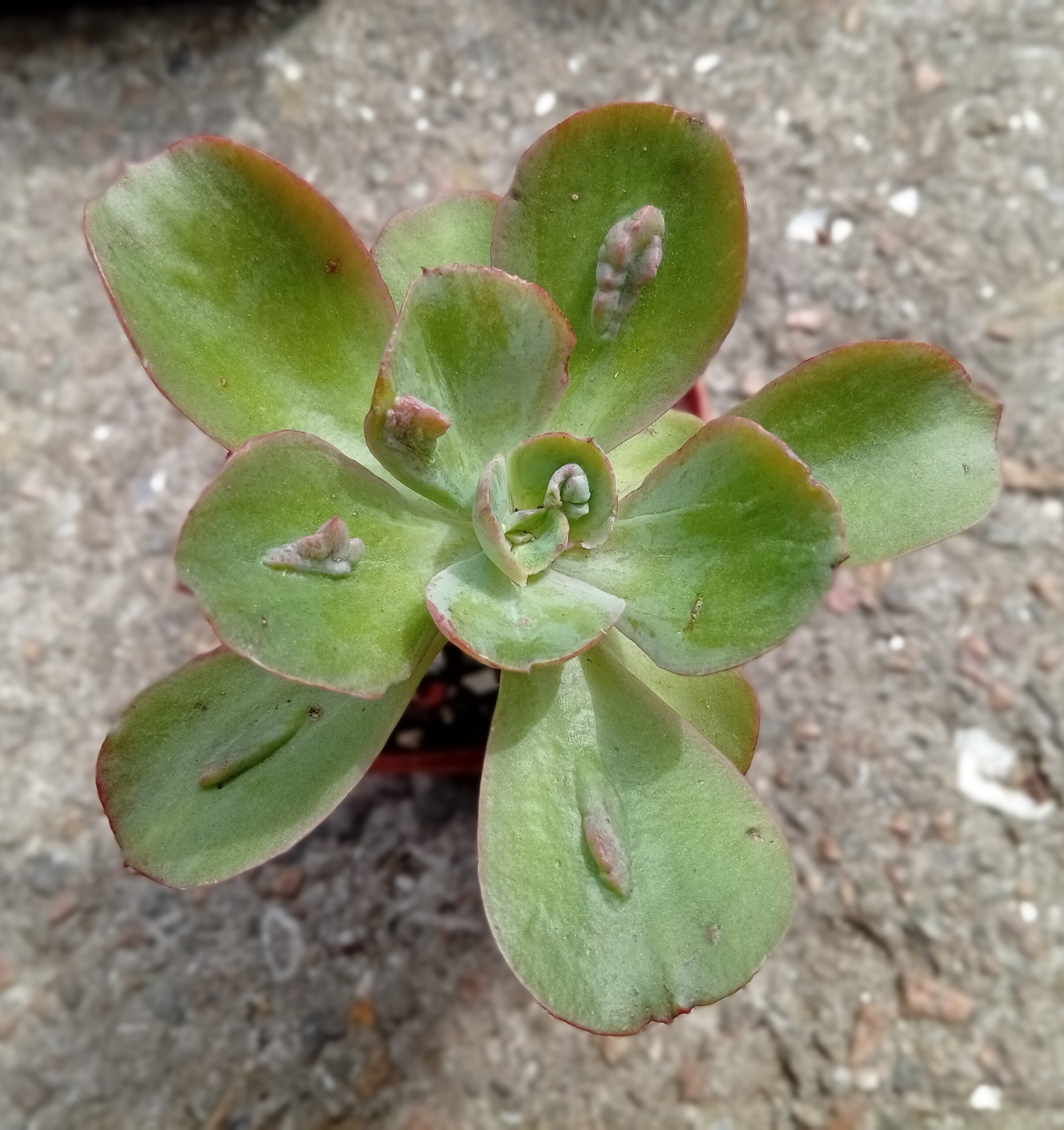 Echeveria Baron Bold