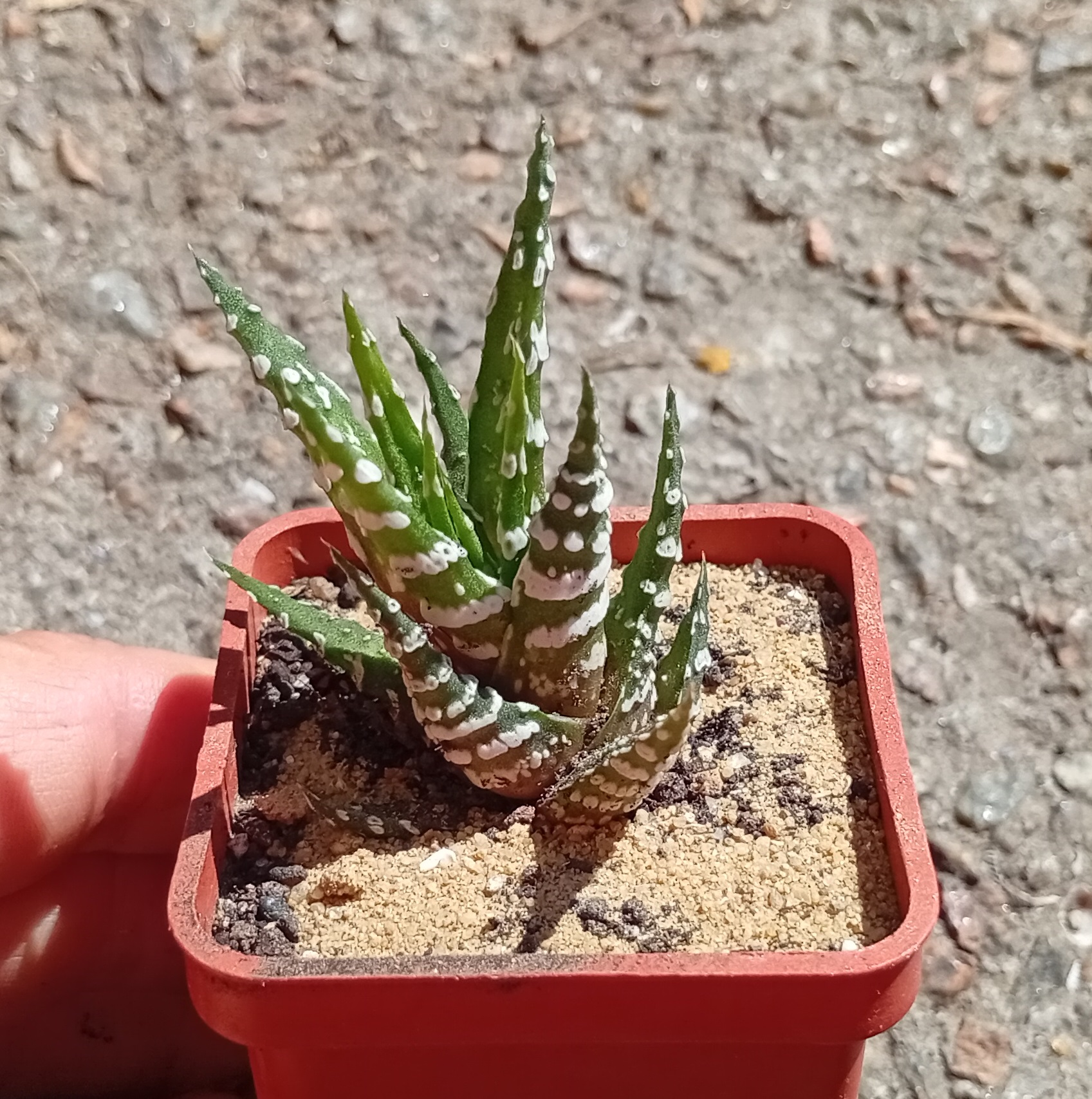 Haworthia fasciata Donut