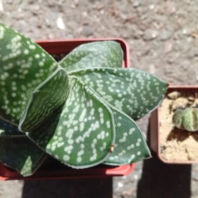 Gasteria pilansii monstrosa