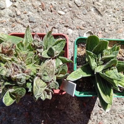 gasteria Warthog