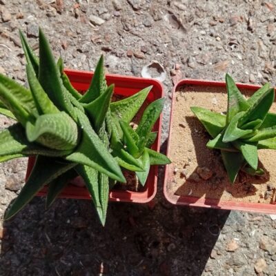 Gasteria marginata x nigra
