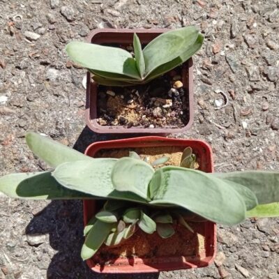 Gasteria bicolor v fallax