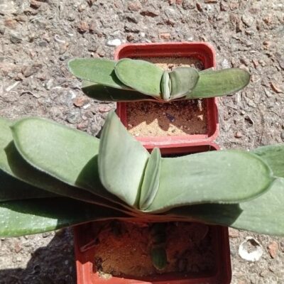 Gasteria Smokii