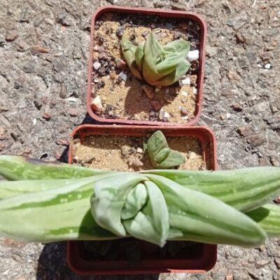 Gastrolea Ice Green clon2