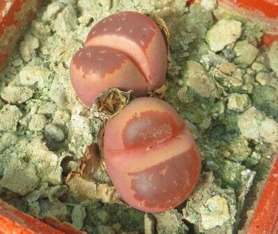 lithops olivacea red olive