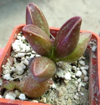 adromishus marianae hybrid