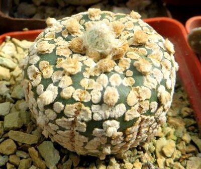 astrophytum super kabuto gold