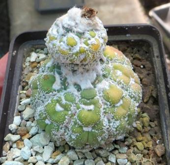 Astrophytum "Turtle"
