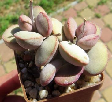 Adromischus marianae var. Halli 'Avios Mountain'
