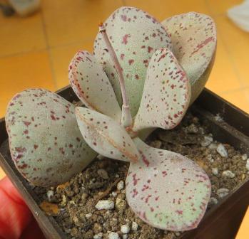 adromischus hallii