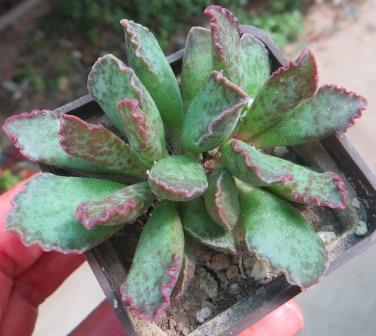 adromishus marianae hybrid