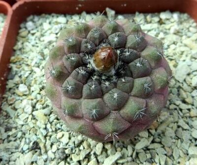 copiapoa lizard skin x montana FR 522