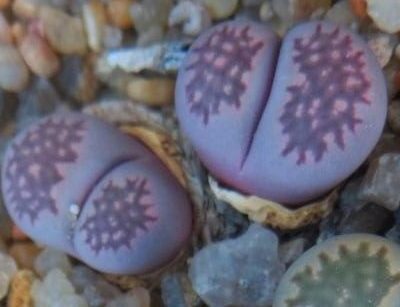 lithops salicola bacchus