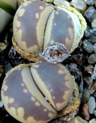 lithops otzeniana