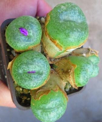 conophytum hermarium ARM 669