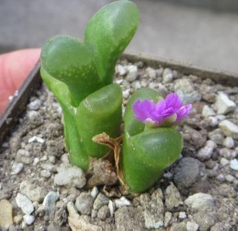 conophytum limpidum