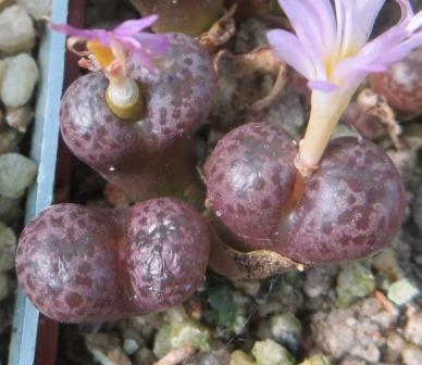conophytum pellucidum 3 голови