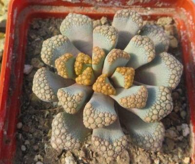 titanopsis hugo schlechteri alboviridis
