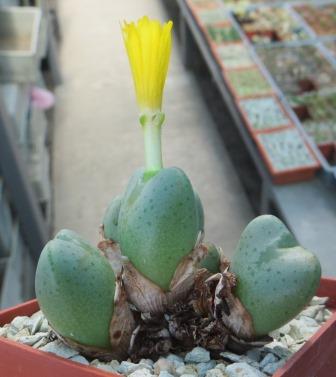 conophytum spec