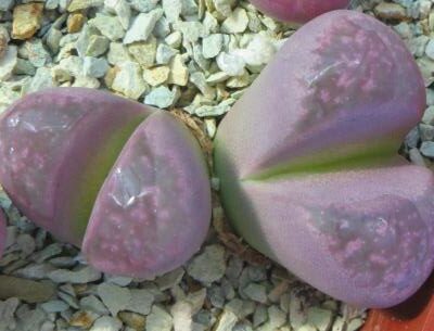lithops optica rubra нова форма