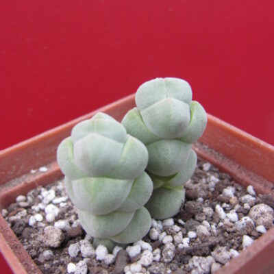 Crassula plegmatoides