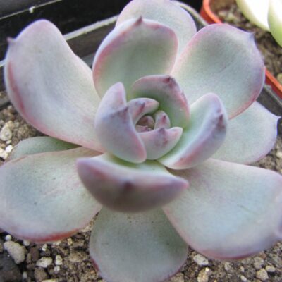 Echeveria Black Monroe