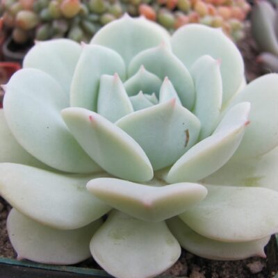 Echeveria Lunas
