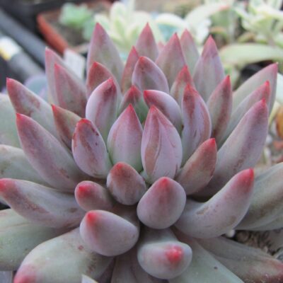 Echeveria Goldfish Hime