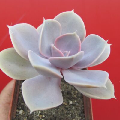 Echeveria  Perle von Nurnberg