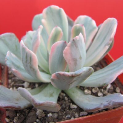 Echeveria hoveyi variegata