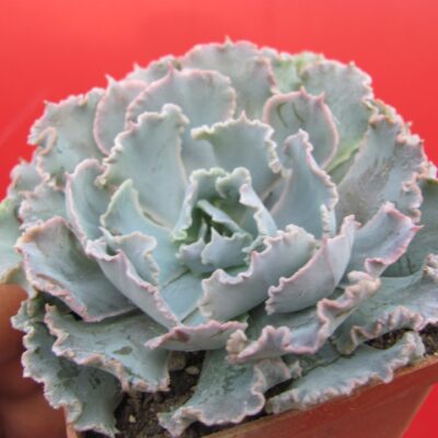 Echeveria  *Curly Pearl*