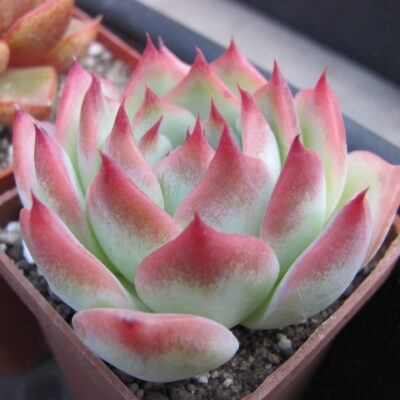Echeveria chihuahuensis  Ruby Blush