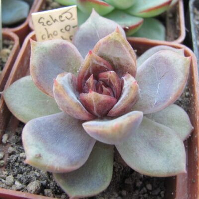 Echeveria *Dark Chocolate*