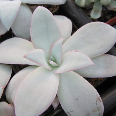 Echeveria Cante