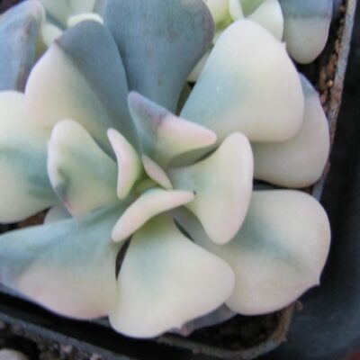 Echeveria  Cubic Frost variegata