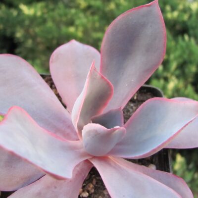 Echeveria afterglow