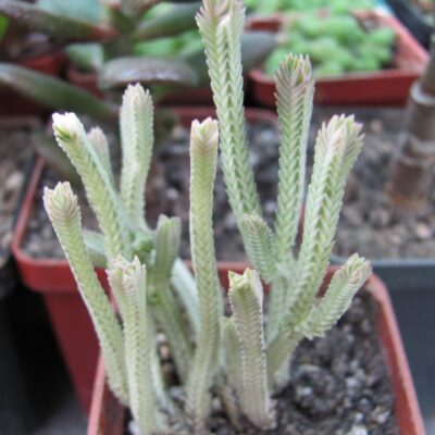 Crassula licopodioides variegata