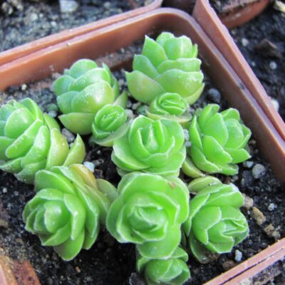 Crassula Emerald