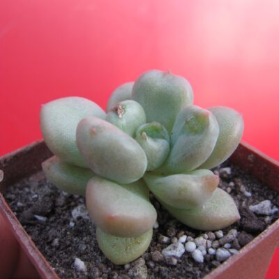 Echeveria  Bill Gates