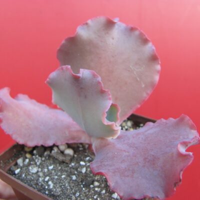 Echeveria   Silveron Red