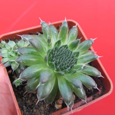 Orostachys  spinosus