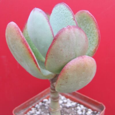 Crassula arborescens