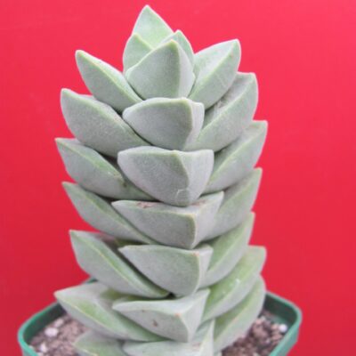 Crassula moonglow