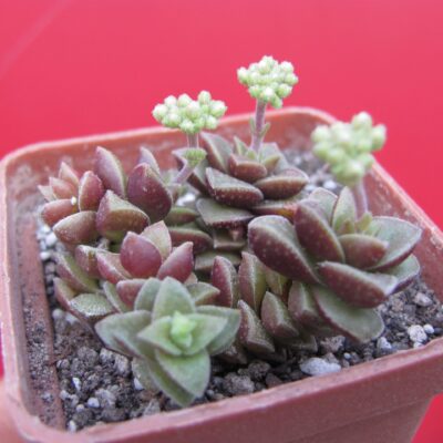 Crassula hybr.