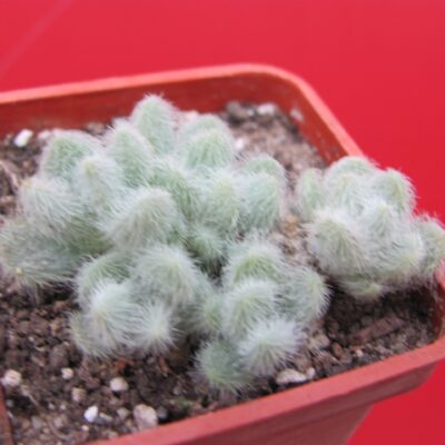 Sedum hintonii