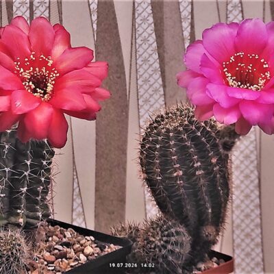 Насіння Echinopsis gybrid