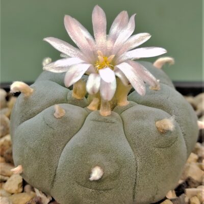 Насіння Lophophora williamsi РР 869